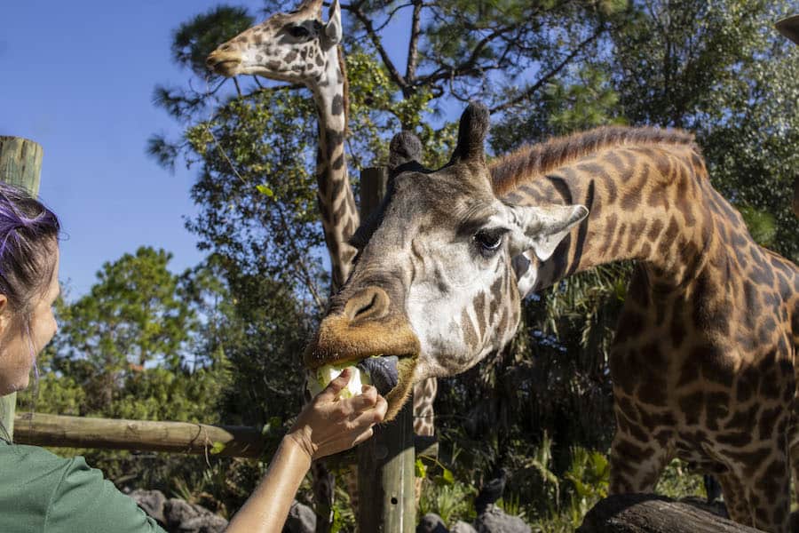 Brevard Zoo